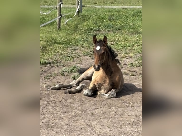 KWPN Stallion  16,2 hh Brown in M&#xF6;nchengladbach