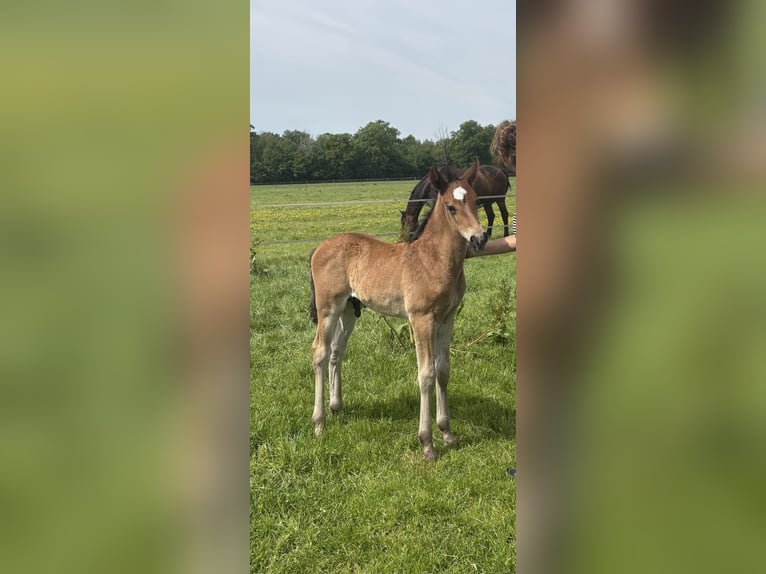 KWPN Stallion  16,2 hh Brown in M&#xF6;nchengladbach