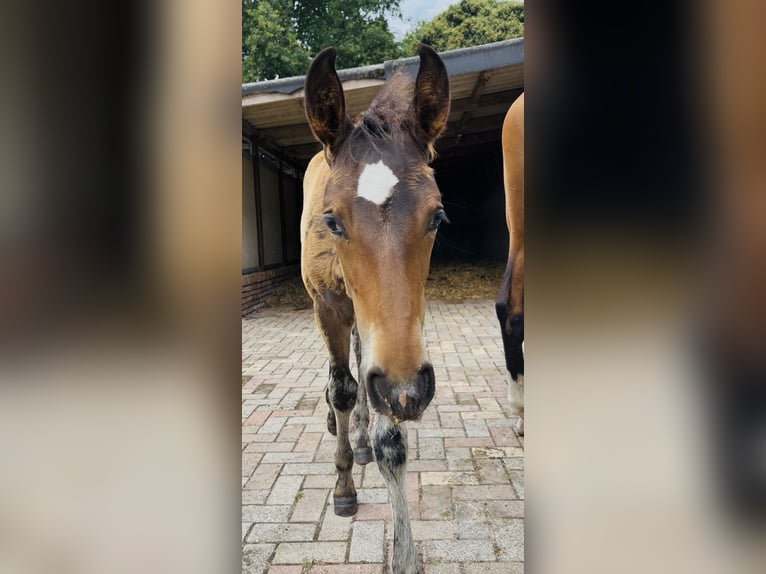 KWPN Stallion  16,2 hh Brown in M&#xF6;nchengladbach