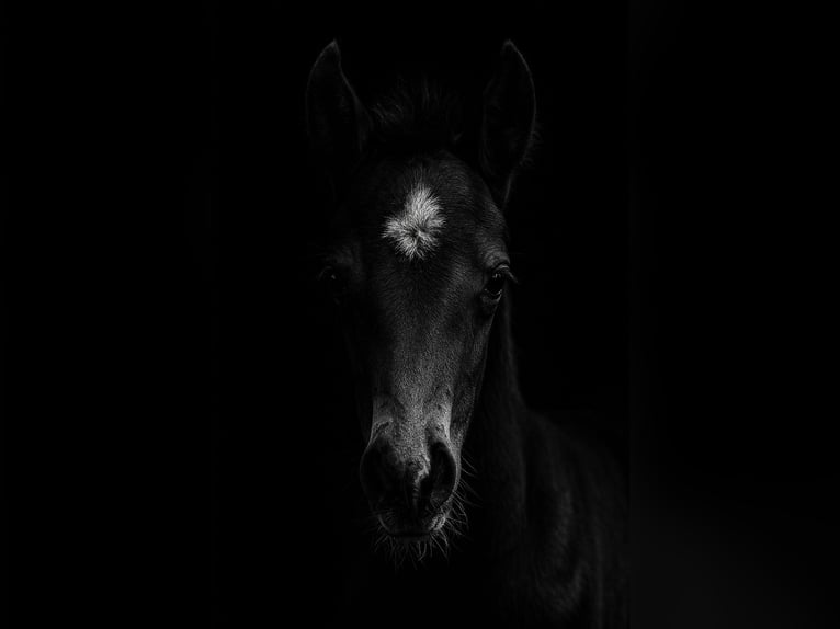 KWPN Stallion  16,2 hh Brown in M&#xF6;nchengladbach
