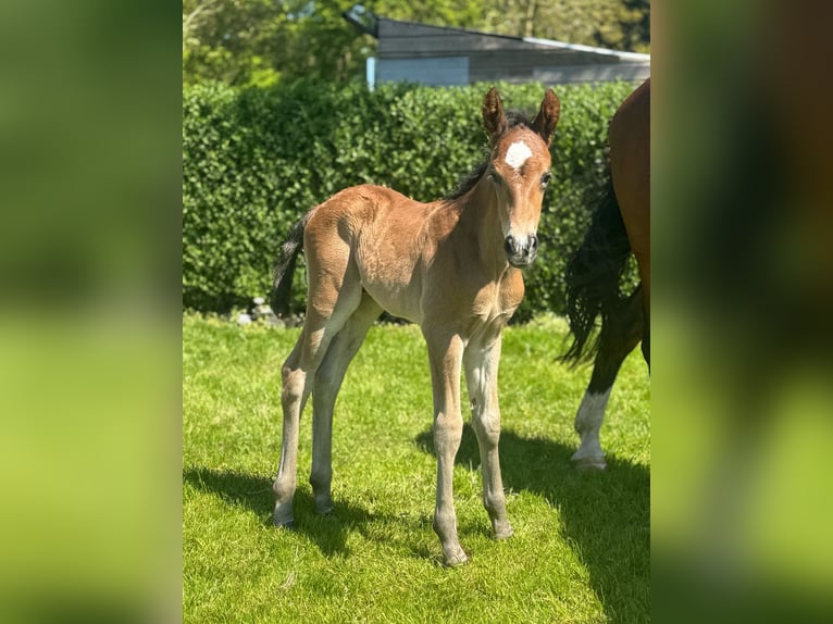KWPN Stallion  16,2 hh Brown in M&#xF6;nchengladbach