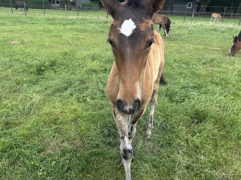 KWPN Stallion  16,2 hh Brown in M&#xF6;nchengladbach