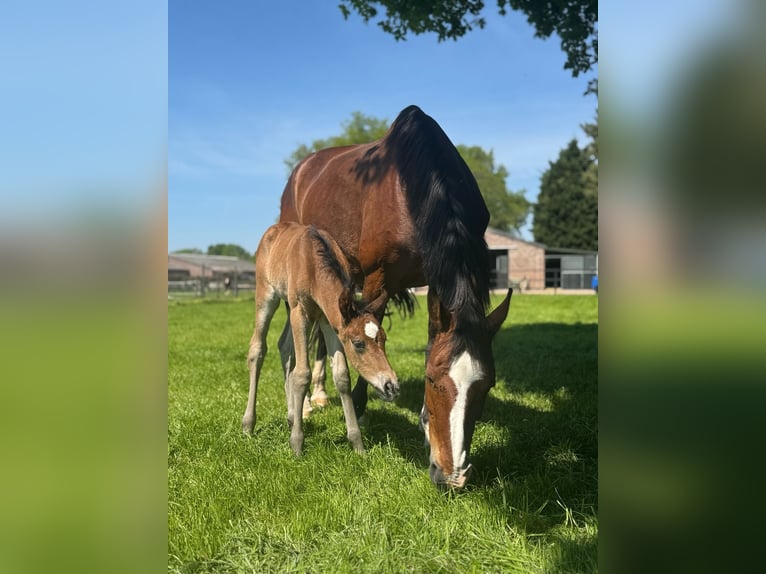 KWPN Stallion  16,2 hh Brown in M&#xF6;nchengladbach