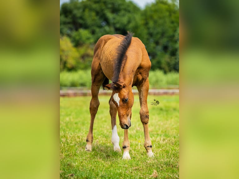 KWPN Stallion Foal (05/2025) 16,2 hh Brown in Woerden