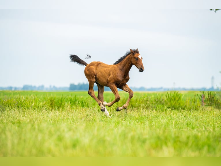 KWPN Stallion Foal (05/2025) 16,2 hh Brown in Woerden