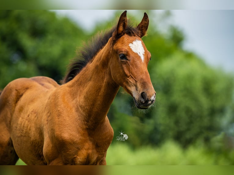 KWPN Stallion Foal (05/2025) 16,2 hh Brown in Woerden