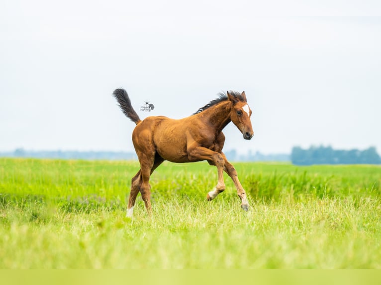 KWPN Stallion Foal (05/2025) 16,2 hh Brown in Woerden