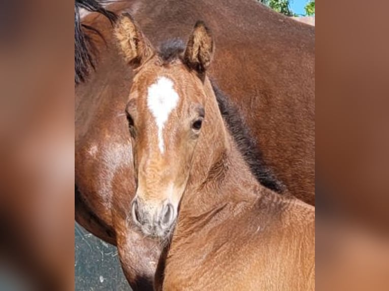 KWPN Stallion Foal (04/2025) 16,2 hh Brown in Zeeland
