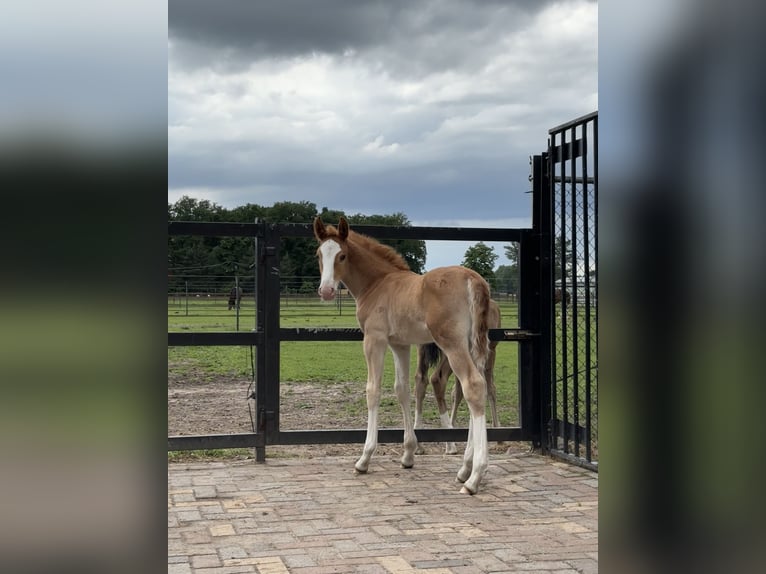KWPN Mix Stallion  16,2 hh Chestnut-Red in M&#xF6;nchengladbach