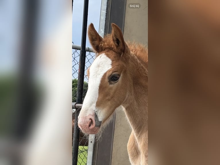 KWPN Mix Stallion  16,2 hh Chestnut-Red in M&#xF6;nchengladbach