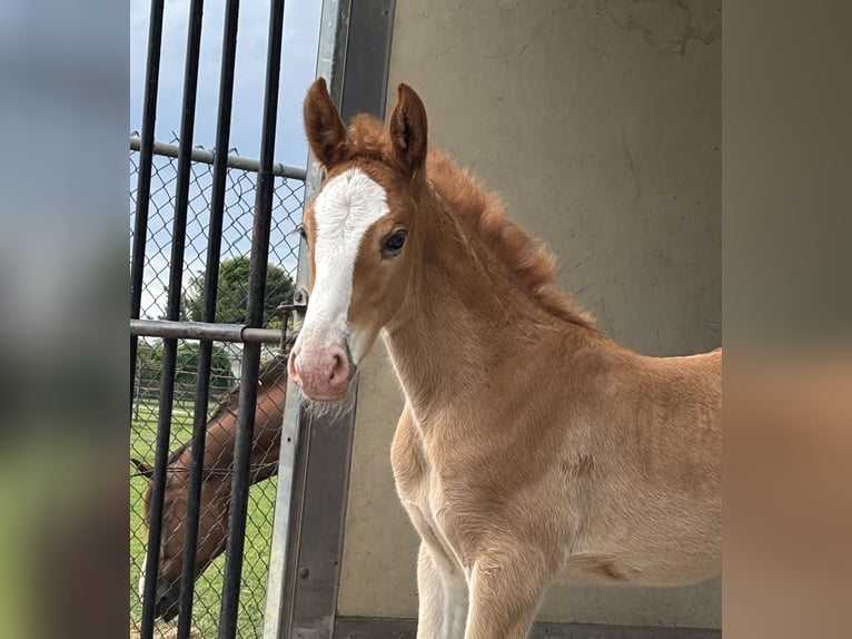 KWPN Mix Stallion  16,2 hh Chestnut-Red in M&#xF6;nchengladbach