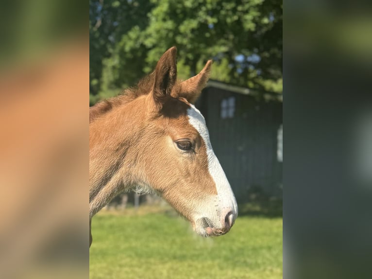 KWPN Mix Stallion  16,2 hh Chestnut-Red in M&#xF6;nchengladbach