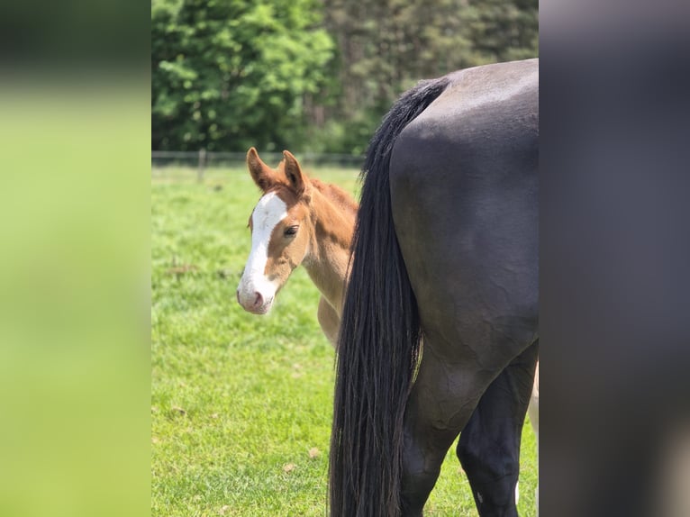 KWPN Mix Stallion  16,2 hh Chestnut-Red in M&#xF6;nchengladbach