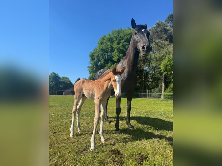 KWPN Mix Stallion  16,2 hh Chestnut-Red in M&#xF6;nchengladbach