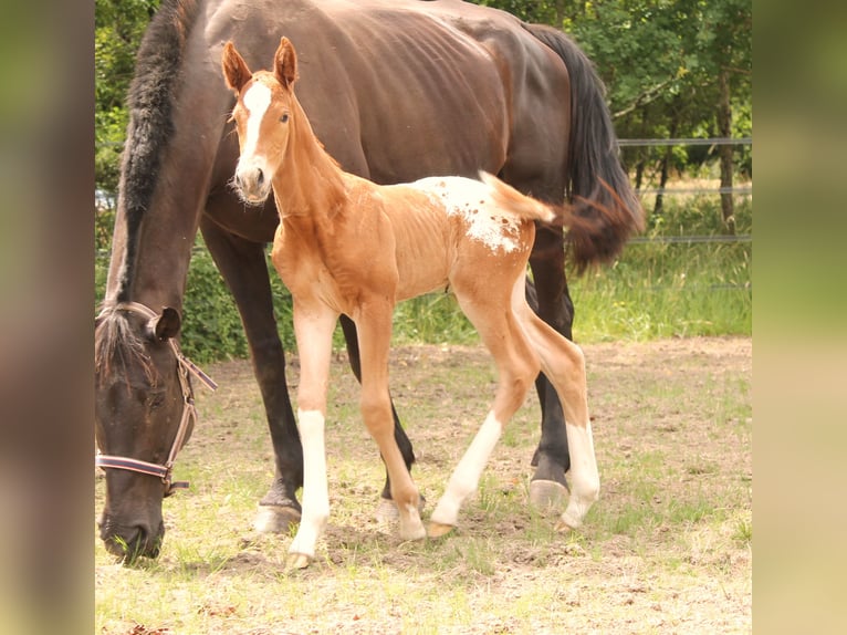 KWPN Stallion Foal (06/2025) 16,2 hh Chestnut-Red in Fraisse
