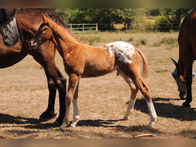 KWPN Stallion Foal (06/2025) 16,2 hh Chestnut-Red in Fraisse