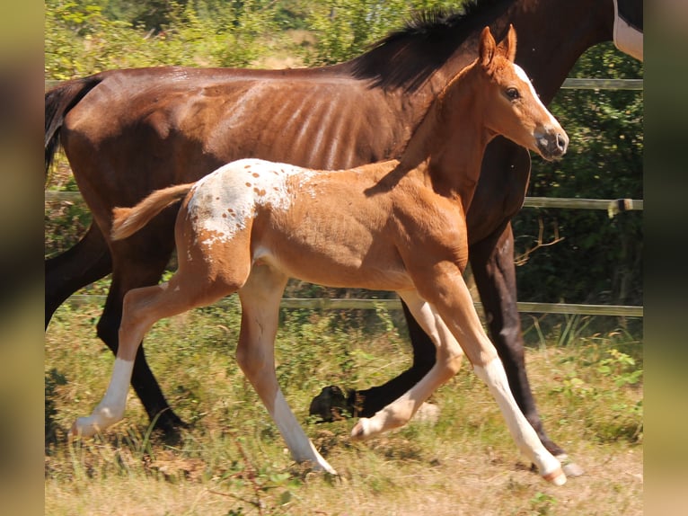 KWPN Stallion Foal (06/2025) 16,2 hh Chestnut-Red in Fraisse