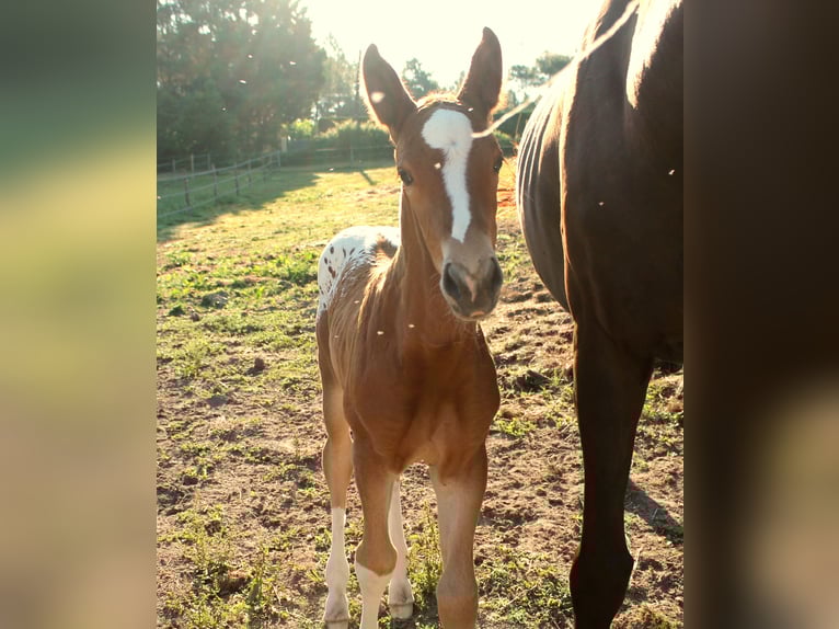KWPN Stallion Foal (06/2025) 16,2 hh Chestnut-Red in Fraisse