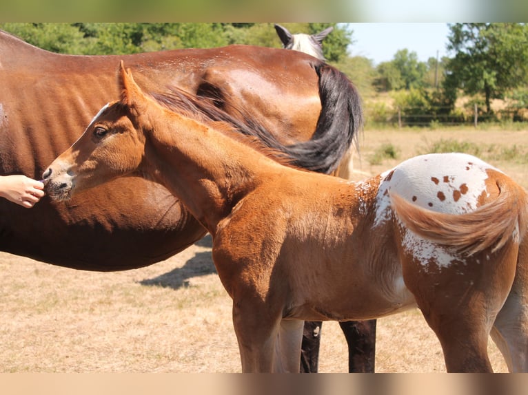 KWPN Stallion Foal (06/2025) 16,2 hh Chestnut-Red in Fraisse