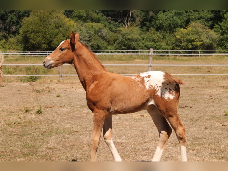 KWPN Stallion Foal (06/2025) 16,2 hh Chestnut-Red in Fraisse