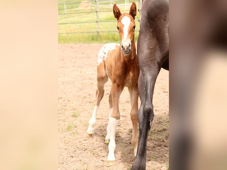 KWPN Stallion Foal (06/2025) 16,2 hh Chestnut-Red in Fraisse