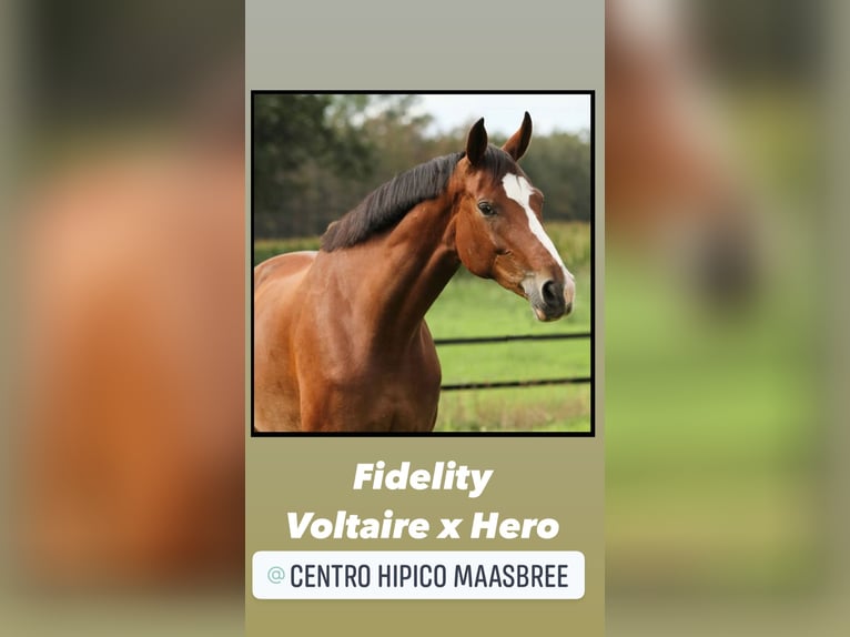 KWPN Stallion Foal (04/2025) 16,2 hh in M&#xF6;nchengladbach
