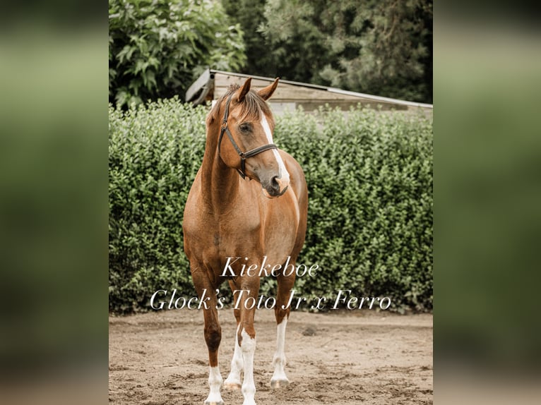 KWPN Stallion Foal (04/2025) 16,2 hh in M&#xF6;nchengladbach