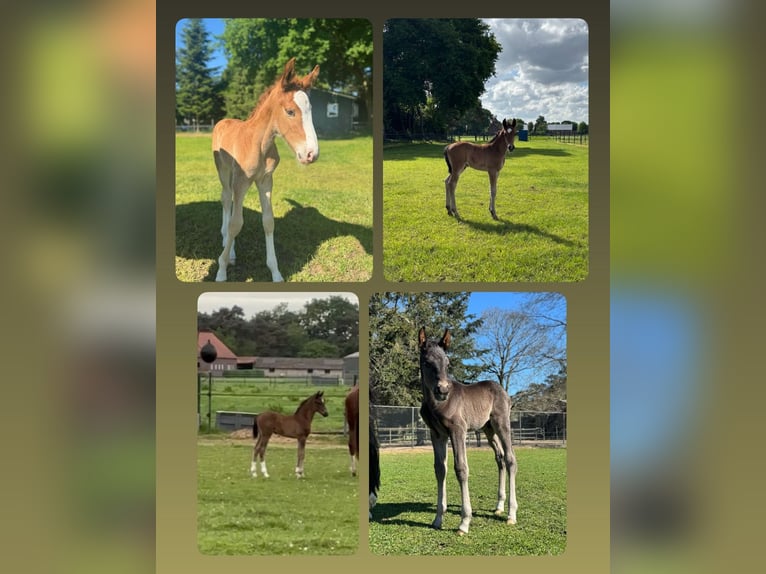 KWPN Stallion Foal (04/2025) 16,2 hh in M&#xF6;nchengladbach