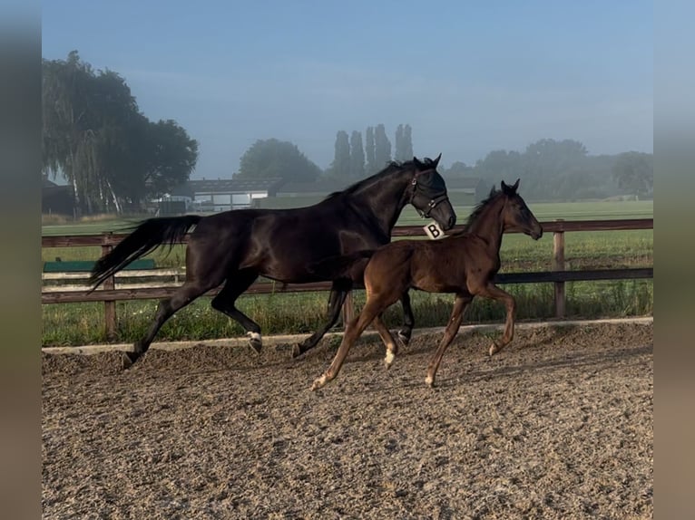 KWPN Stallion Foal (05/2025) 16,2 hh Smoky-Black in Tilburg