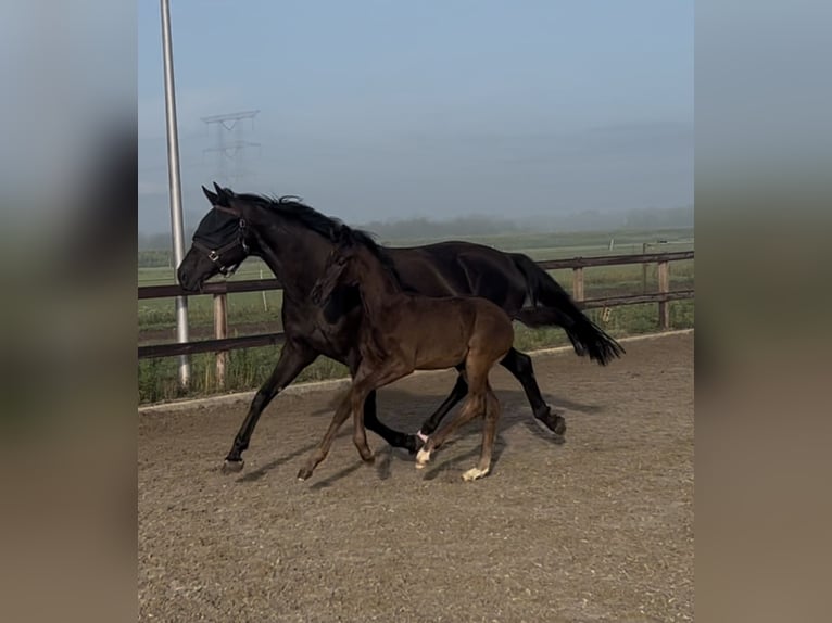 KWPN Stallion Foal (05/2025) 16,2 hh Smoky-Black in Tilburg