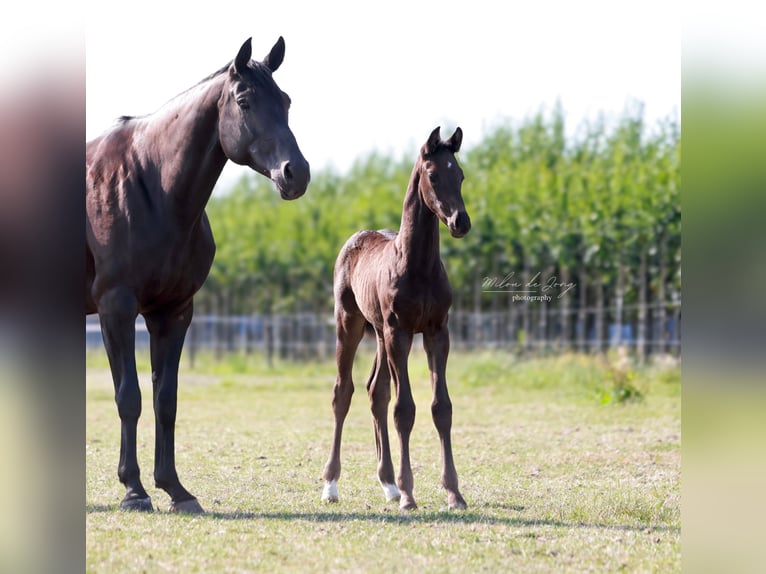 KWPN Stallion  16,2 hh Smoky-Black in Tilburg