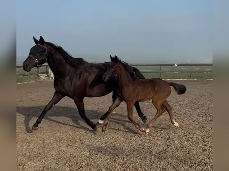 KWPN Stallion Foal (05/2025) 16,2 hh Smoky-Black in Tilburg
