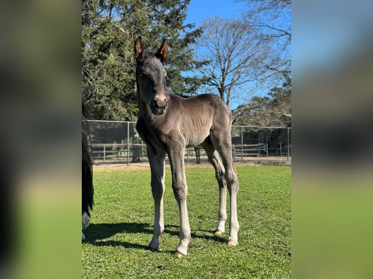 KWPN Stallion Foal (04/2025) 16,2 hh Smoky-Black in M&#xF6;nchengladbach