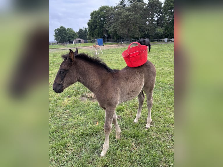 KWPN Stallion Foal (04/2025) 16,2 hh Smoky-Black in M&#xF6;nchengladbach