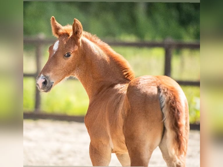 KWPN Stallion  16,3 hh Brown in Wamel