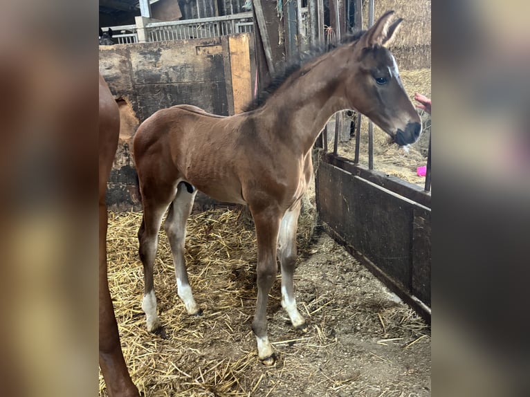 KWPN Stallion  16,3 hh Brown in Wamel