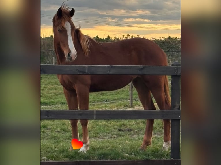 KWPN Stallion  16,3 hh Brown in Wamel