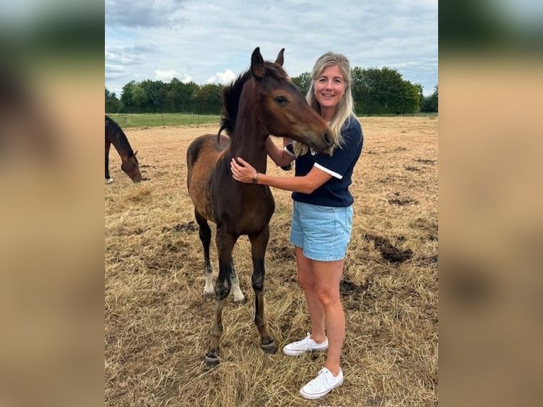 KWPN Stallion Foal (03/2026) 17 hh Bay-Dark in Hedel