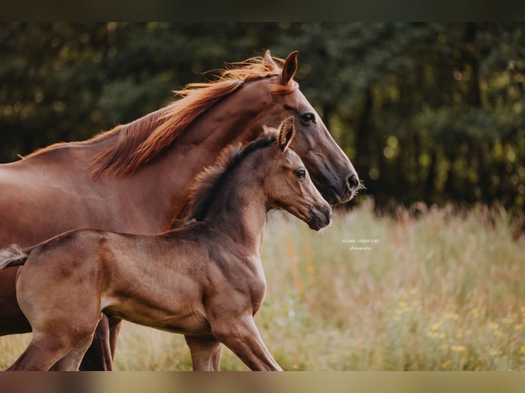 KWPN Stallion Foal (06/2025) 17 hh Black in Kruisem