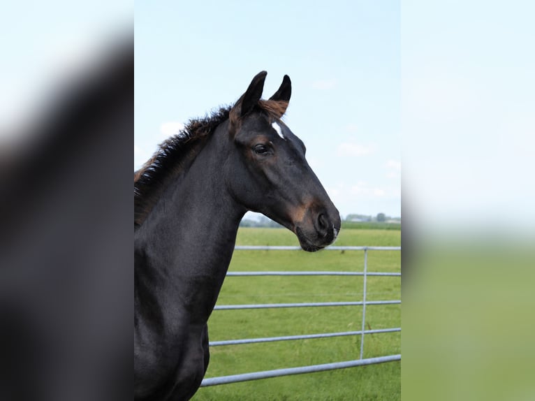 KWPN Stallion Foal (03/2026) 17 hh Black in Sneek