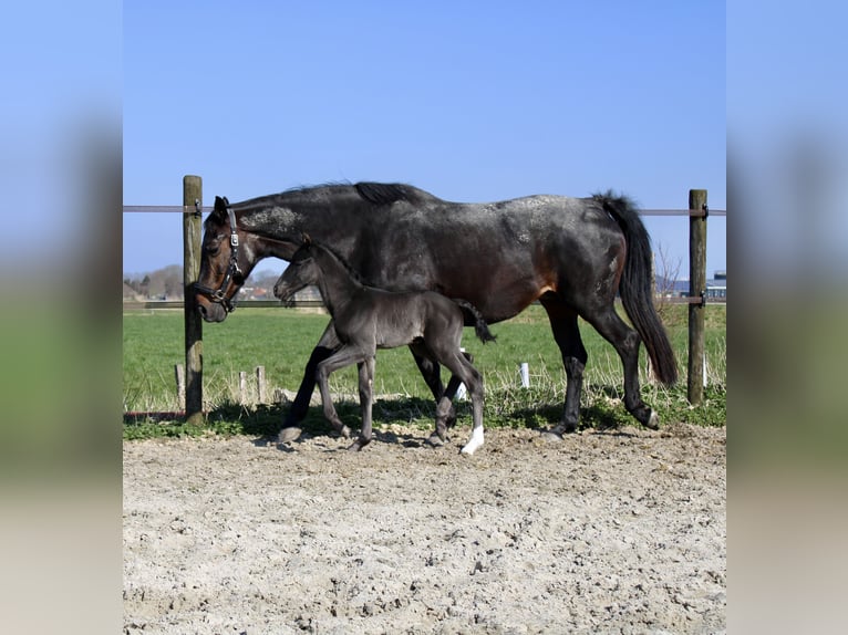KWPN Stallion Foal (03/2026) 17 hh Black in Sneek