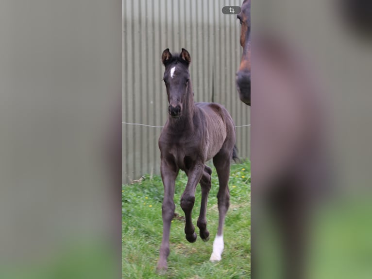 KWPN Stallion Foal (03/2026) 17 hh Black in Sneek