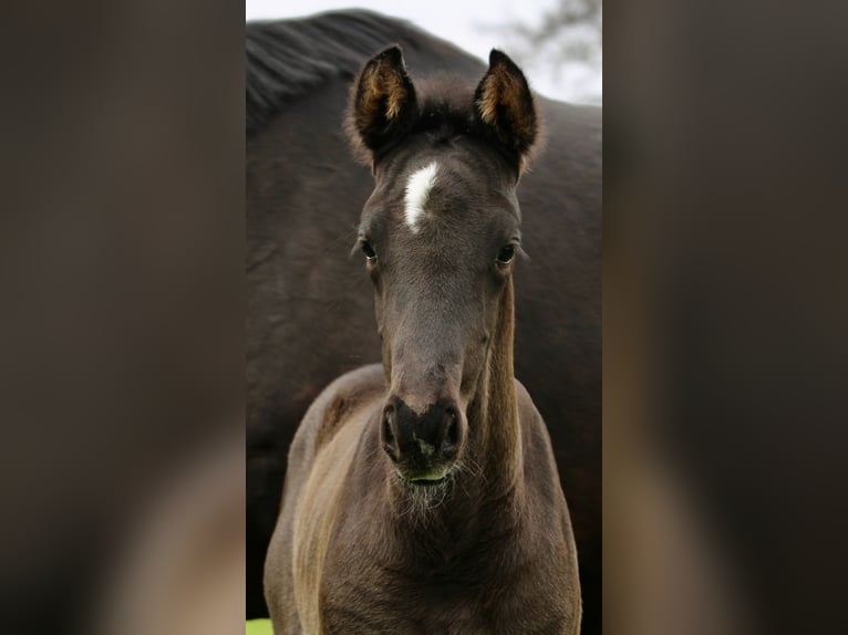 KWPN Stallion Foal (03/2026) 17 hh Black in Sneek