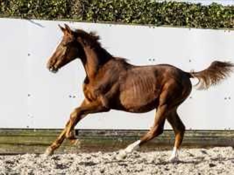 KWPN Stallion  17 hh Chestnut-Red in Waddinxveen