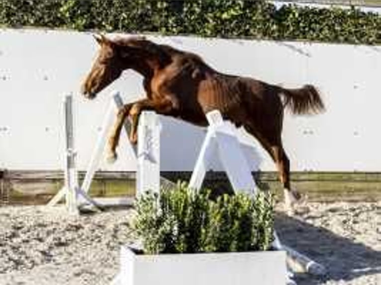 KWPN Stallion  17 hh Chestnut-Red in Waddinxveen