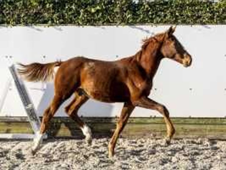 KWPN Stallion  17 hh Chestnut-Red in Waddinxveen