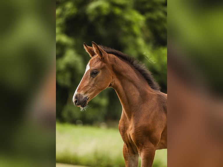 KWPN Stallion Foal (06/2024) Bay-Dark in Alphen aan den Rijn