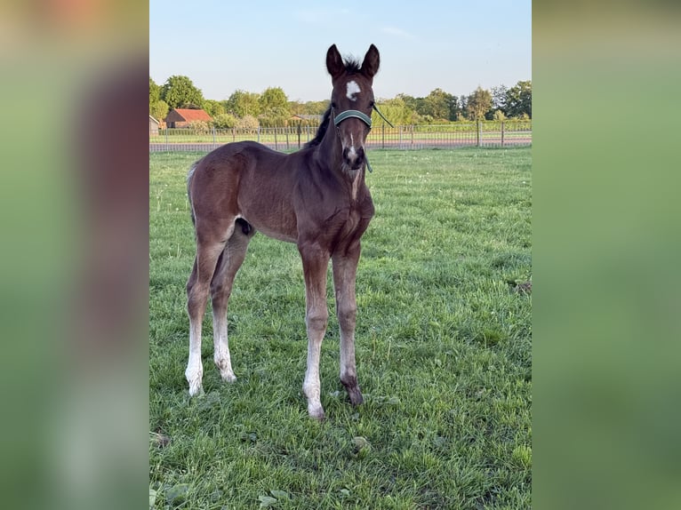 KWPN Stallion  Bay-Dark in Den Hout