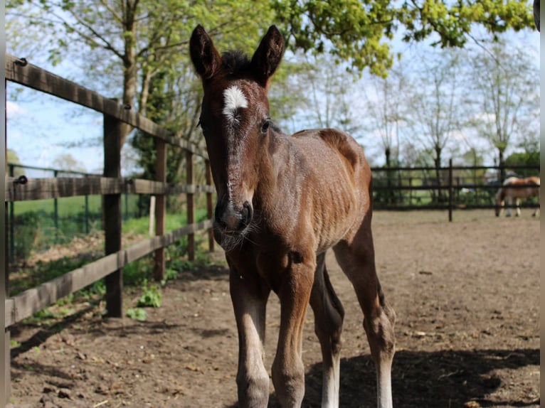 KWPN Stallion  Bay-Dark in Den Hout