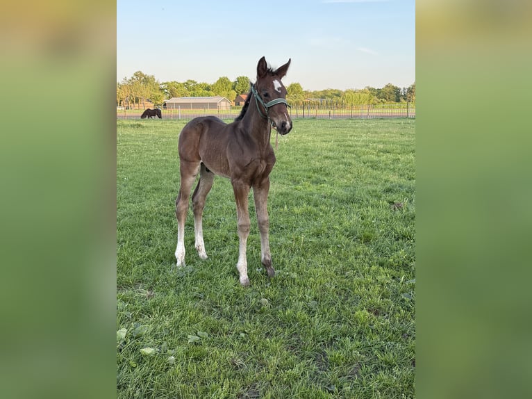 KWPN Stallion  Bay-Dark in Den Hout